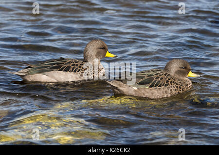 Mouchetée ou Sarcelle à bec jaune (Anas flavirostris île Falkland Malvinas carcasse Banque D'Images