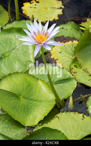 Nymphaea Blue Star, une variété de nénuphar bleu Banque D'Images