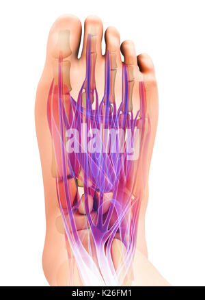 3d illustration médicale et scientifique du concept, le muscle du pied - système musculaire. Banque D'Images