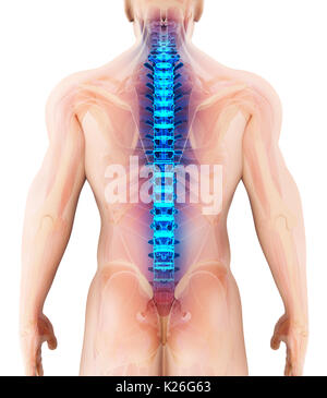 Illustration 3D de la colonne vertébrale - Partie de squelette humain. Banque D'Images