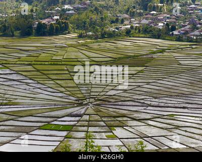 Voir l'unique de Spider's Web rizières sur l'île indonésienne de Flores. La forme est traditionnellement utilisé pour répartir équitablement les terres entre les familles. Banque D'Images