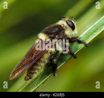 Californie Bumblebee Banque D'Images