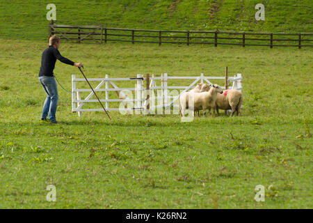 Un agriculteur participant aux essais annuels de chiens de berger de la vallée de Ceiriog à Glyn Ceiriog au nord du pays de Galles Banque D'Images