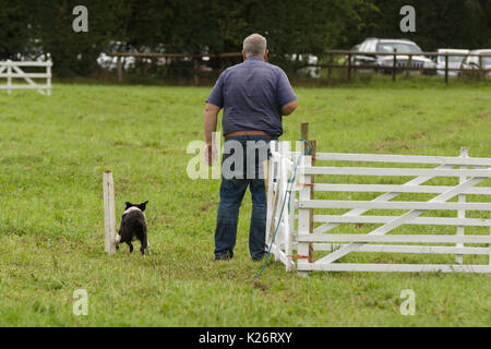 Un agriculteur et son Welsh Border Collie en compétition dans la vallée 12 annuel chien cliniques dans le Nord du Pays de Galles 12 Glyn Banque D'Images