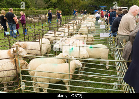 Les agriculteurs et leurs moutons prix concurrence sur le chien de berger de la vallée des 12 essais cliniques dans le Nord du Pays de Galles 12 Glyn Banque D'Images