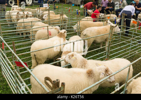 Les agriculteurs et leurs moutons prix concurrence sur le chien de berger de la vallée des 12 essais cliniques dans le Nord du Pays de Galles 12 Glyn Banque D'Images