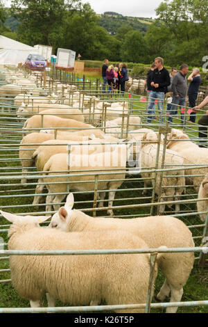 Les agriculteurs et leurs moutons prix concurrence sur le chien de berger de la vallée des 12 essais cliniques dans le Nord du Pays de Galles 12 Glyn Banque D'Images