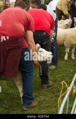 Les agriculteurs et leurs moutons prix concurrence sur le chien de berger de la vallée des 12 essais cliniques dans le Nord du Pays de Galles 12 Glyn Banque D'Images