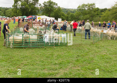 Les agriculteurs et leurs moutons prix concurrence sur le chien de berger de la vallée des 12 essais cliniques dans le Nord du Pays de Galles 12 Glyn Banque D'Images