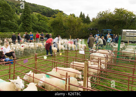 Les agriculteurs et leurs moutons prix concurrence sur le chien de berger de la vallée des 12 essais cliniques dans le Nord du Pays de Galles 12 Glyn Banque D'Images