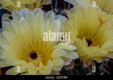 Les délicates fleurs jaunes exotiques d'un cactus poussant dans une serre au Royaume-Uni. Banque D'Images