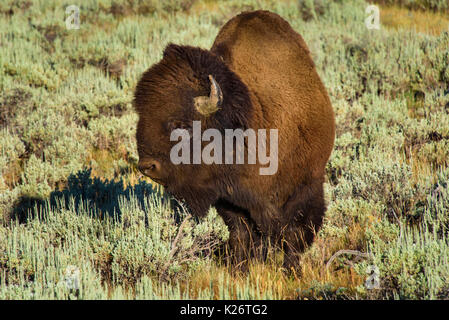 Libre d'un bison d'Amérique alias buffalo marcher à travers la prairie dans le parc national de Yellowstone Banque D'Images