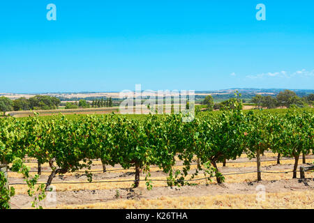 Vignobles australiens rangées de vignes prises sur une journée ensoleillée à la Barossa Valley, Australie du Sud. Banque D'Images