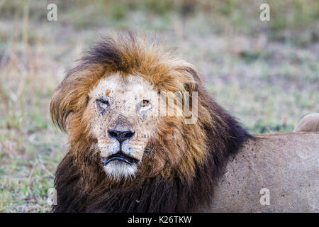 Lion de Mara mâle (Panthera leo) avec oeil blessé, vu de près, Maasai Mara, Kenya Banque D'Images