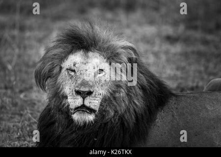 Mara mâle lion (Panthera leo) avec des yeux blessés, vu de près, le Masai Mara, Kenya, en monochrone Banque D'Images