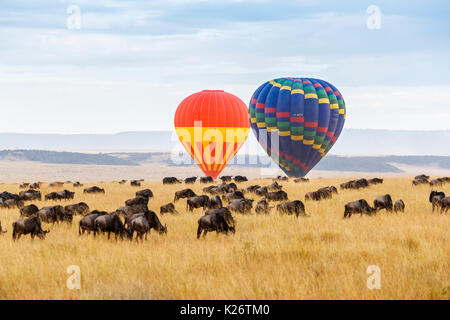 Vue de deux montgolfières s'élèvent à plus d'un troupeau de Gnou bleu (Connochaetes taurinus) dans la savane en début de matinée, Masai Mara, Kenya Banque D'Images