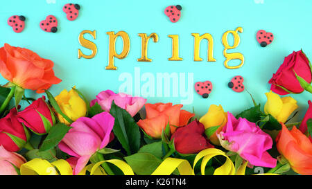 Ovehead au printemps avec des roses printemps coloré sur un fond bleu aqua table en bois. Banque D'Images