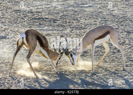 Lutte ludique entre les jeunes l'Impala (Aepyceros), kgalagadi transfrontier national park, North Cape, Afrique du Sud Banque D'Images