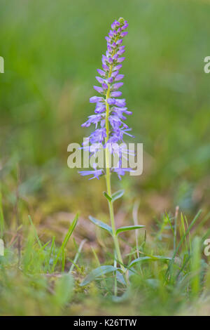 Véronique des champs (Veronica spicata dopés), de l'Ems, Basse-Saxe, Allemagne Banque D'Images