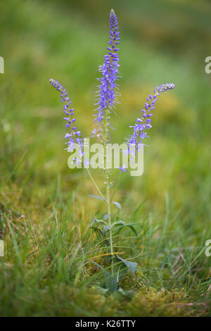 Véronique des champs (Veronica spicata dopés), de l'Ems, Basse-Saxe, Allemagne Banque D'Images