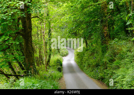 Petite route à travers la forêt, Constantine, Cornwall, Angleterre, Royaume-Uni Banque D'Images
