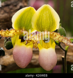 Sabot de Vénus (Paphiopedilum), fleurs, Banque D'Images