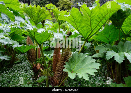 Les feuilles et les fleurs de la rhubarbe géante (Gunnera manicata), Trebah Garden, près de Falmouth, Cornwall, Angleterre, Royaume-Uni Banque D'Images