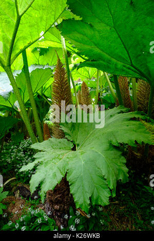 Les feuilles et les fleurs de la rhubarbe géante (Gunnera manicata), Trebah Garden, près de Falmouth, Cornwall, Angleterre, Royaume-Uni Banque D'Images