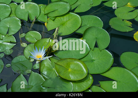 Seul Nymphaea Caerulea fleur ou le Lotus Bleu d'Egypte entouré de nénuphars poussant dans un étang. Banque D'Images