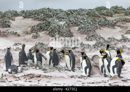 Manchot royal Aptenodytes patagonicus Volunteer Point East Island Îles Falkland (Malvinas) Banque D'Images