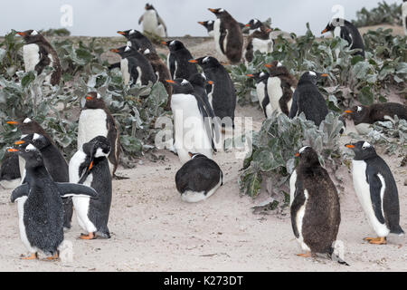 La mue Gentoo pingouin Pygoscelis papua Volunteer Point à l'Est de l'île Falkland (Malvinas) Banque D'Images