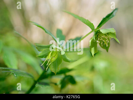 Flower et les coupelles de semences de l'hellébore vert helleborus viridis - Banque D'Images