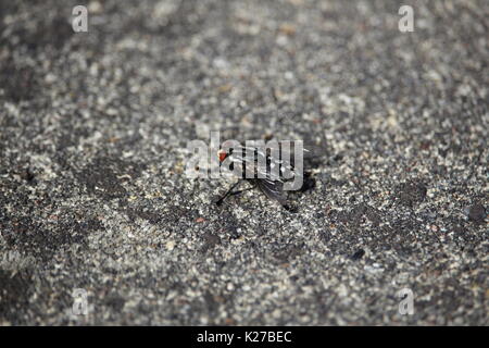 Un Bluebottle sur le sol Banque D'Images