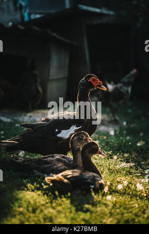 Petit troupeau de canards gris et brun marche sur cour de ferme dans la lumière du soleil. Banque D'Images