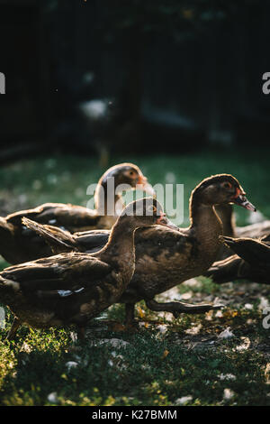 Petit troupeau de canards gris et brun marche sur cour de ferme dans la lumière du soleil. Banque D'Images