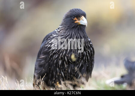 Phalcoboenus australis Caracara strié île Falkland Malvinas carcasse Banque D'Images