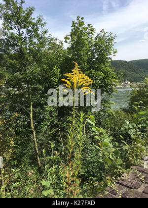 Verge d'or Solidago gigantea, Géant, à côté de la vallée du Rhin, Allemagne Banque D'Images