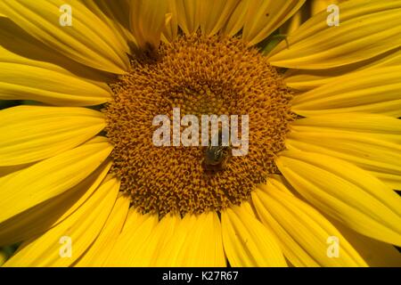 Abeille sur un tournesol Banque D'Images