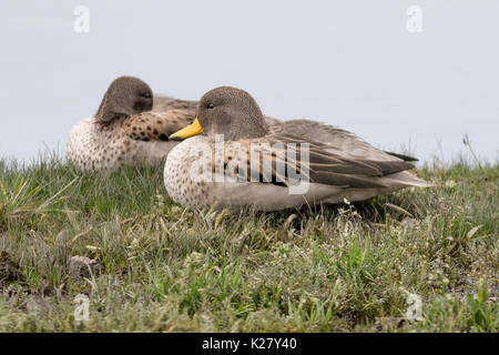 Teal (Anas flavirostris mouchetée) Alti Plano Pérou Banque D'Images