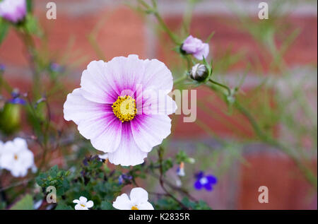 Cosmos bipinnatus 'Daydream' fleurit contre un mur de brique rouge. Banque D'Images