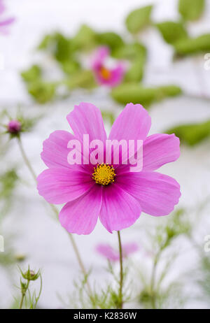 Cosmos bipinnatus 'Sensation' floraison contre un mur en brique blanche. Banque D'Images