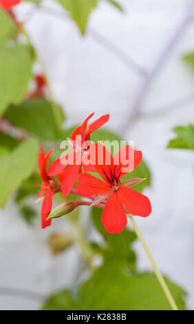 Pélargonium à feuilles de lierre en fleur contre un mur en brique blanche. Banque D'Images