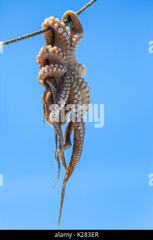 Octopus accroché à sécher au soleil, Mykonos, Grèce. Banque D'Images