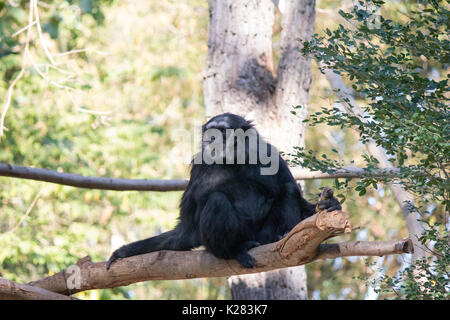 Singe debout à l'intérieur d'un arbre dans le zoo en Thaïlande Banque D'Images