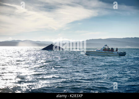 Les gens sur Eagle Wing tours en bateau d'observation des baleines à la suite d'une baleine à bosse dans l'océan, près de l'île de Vancouver, BC, Canada 2017 au coucher du soleil Banque D'Images