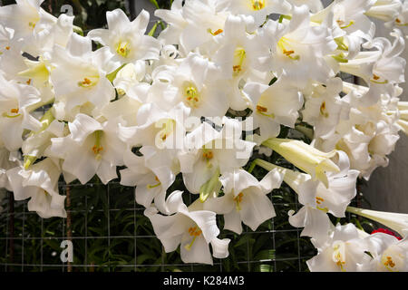 White Madonna lillies (Lilium candidum) regroupés. Banque D'Images