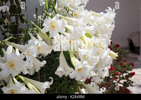 White Madonna lillies (Lilium candidum) regroupés. Banque D'Images