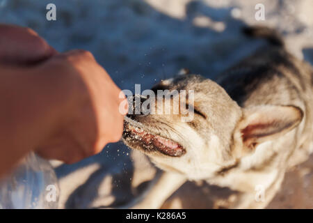 Un homme joue avec un chien, enlève un jouet de son, d'un close-up. Banque D'Images