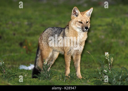 Andine mâle Fox Lac Titicaca au Pérou au crépuscule Banque D'Images