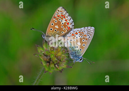 L'accouplement Adonis Blue papillons dans les Cotswolds, Royaume-Uni Banque D'Images